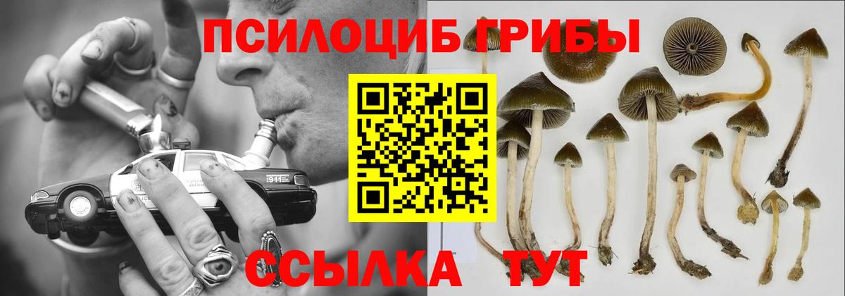 Коряжма  Галлюциногенные грибы MAGIC MUSHROOMS  Псилоцибиновые грибы MAGIC MUSHROOMS  Вход с VPN 